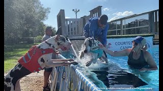 Harlequin Great Dane Cheers On Sister Dogs First Splashy Swim [upl. by Luap]