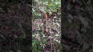 Acrobatic squirrel eating berries upside down ￼ [upl. by Eixid]