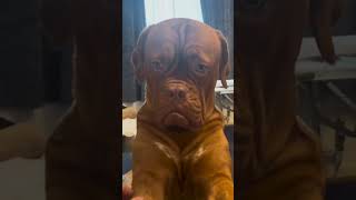 Dogue De Bordeaux The French Mastiff shorts viral viralvideo animals dog cute [upl. by Ynffit]