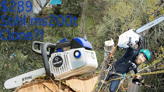 Cutting Down a HUGE 170ft Tree with a 289 Stihl ms200t Knockoff Holtzforma G111 Review [upl. by Adnahsat949]