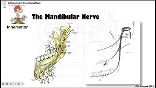 10 the mandibular nerve [upl. by Conner815]