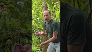 Cup and saucer vine cobaea scandens subtropical gardening adventure explore permaculture [upl. by Mraz276]