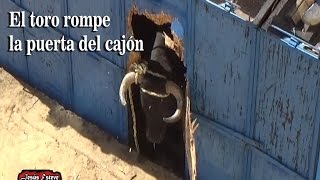 EL TORO ROMPE EL CAJON Y SE SALE IMPRESIONANTE [upl. by Mills562]