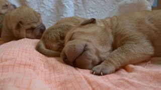 One Week Old Shar Pei Puppies [upl. by Duke]