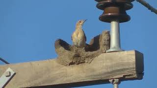 Nidos de aves en postes de la luz Esperanza Santa Fe Argentina 2024 [upl. by Naek]