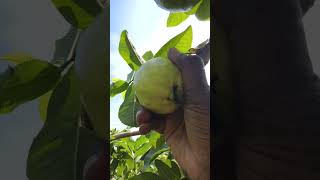 Beautiful guava harvest in my garden [upl. by Rafaello]