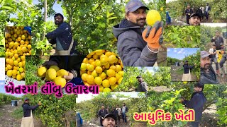 Picking lemons in the field  Modern agriculture in Israel lemonfarming israelagriculture farmer [upl. by Nofets345]