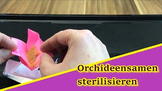 Lose Orchideensamen sterilisieren [upl. by Asillem]