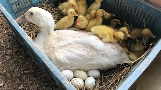 Amazing Pekin Duck Hatching  Baby Ducklings Hatched [upl. by Manoop222]