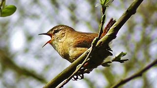 Wren Singing  Tiny Bird with a Giant Voice [upl. by Acassej761]