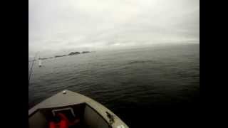 Duval Point Lodge Fishing Close Encounter with Whale [upl. by Omsare]