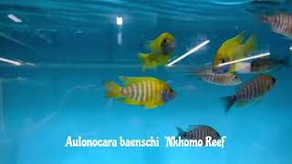 Integral Aquatics Aulonocara baenschi Nkhomo reef [upl. by Farver251]