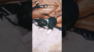 Top 10 gooby woobies [upl. by Chaves]