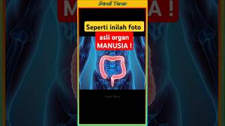 Seperti inilah organ tubuh manusia asli shorts [upl. by Drof986]