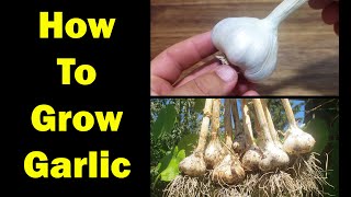 How To Grow Garlic  The Definitive Guide For Beginners [upl. by Miriam]