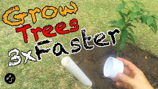 How to plant a tree so that it grows 3 times faster Root training method [upl. by Dolly]