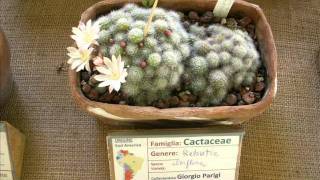 AIAS  Mostra cactus Cesena 21 e 22052011 [upl. by Aihceyt]