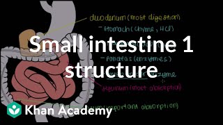 Small intestine 1 Structure  Gastrointestinal system physiology  NCLEXRN  Khan Academy [upl. by Alvie]