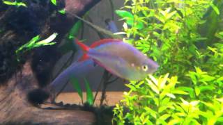 Praecox rainbowfish displaying [upl. by Nemrak864]