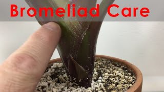 Bromeliad Propagation and Care Update with progression Keeping leaves clean and flowering [upl. by Meara85]