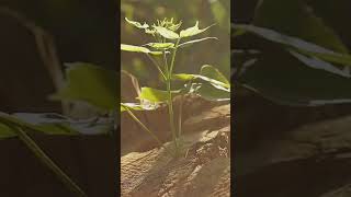 Ancient Biblical Plant Resurrected [upl. by Sarette]