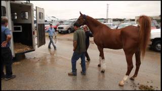 American Saddlebred Yearling Colt in training [upl. by French218]