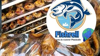 Fumage de poisson  Fishrell  aquaculture pisciculture fish [upl. by Eilraep]