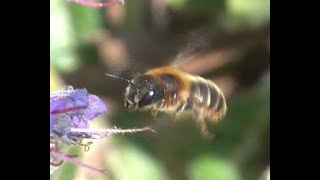 Gouden slakkenhuisbij Osmia aurulenta vrouwtje [upl. by O'Neil483]