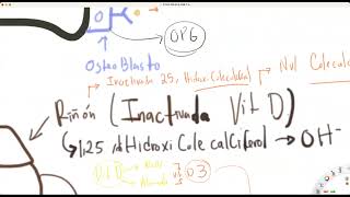 Metabolismo de vitamina D Calcitonina y PTH [upl. by Alicul]