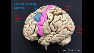 Frontal eye field [upl. by Naerol]