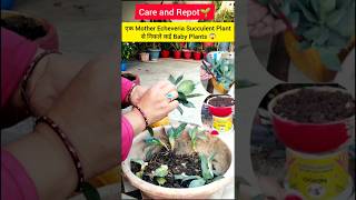 Echeveria succulent plant🪴succulent plant🌱plant care🌱viralvideotrendingshortsyoutubeshorts [upl. by Barry]