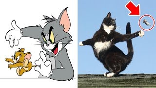 TOM AND JERRY Characters In Real Life  All Characters 2017 [upl. by Adnek630]