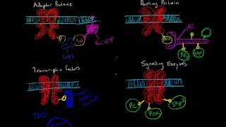 Proteins with SH2 or PTB domains that interact with Receptor Tyrosine Kinases [upl. by Norrek704]