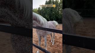 Unique colour in arabian horse horse ghoda pets animals horselover horseracing [upl. by Barbey]