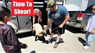 Shearing Our Lamb And WeighIn For the County Fair [upl. by Annavoig]