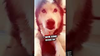 Dieser eine Tag hund tierliebe wissenswert hunde tiere doglover [upl. by Merete268]