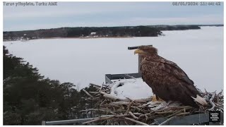 Whitetailed eagle Haliaeetus albicilla visits the osprey nest  812024 [upl. by Enalda784]