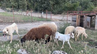 ARÄ°FCANDAN DAMIZLIK KOYUNLAR ALDIM VE Ã‡AVUÅžU EN SONUNDA TIMARLADIM [upl. by Stutman847]