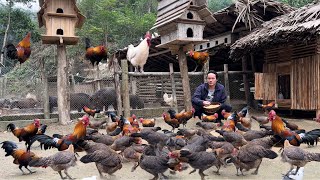 Zon sells wild chickens vang hoa king kong amazon [upl. by Ellswerth]