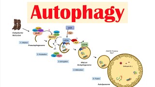 Autophagy  Macroautophagy amp Importance in Health [upl. by Sulakcin]