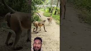 Langur versis dog monkey funny dog animals cute comedyfilms comedy [upl. by Astiram530]