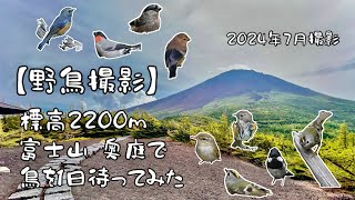 【野鳥撮影】標高2200m 富士山の奥庭で鳥を1日待ってみた [upl. by Winnick]