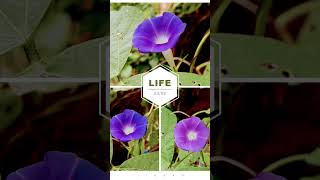 IPOMOEA NIL plants youtubeshorts nature photography [upl. by Wadleigh]