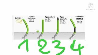 croissance et développement des plantes s5  phototropisme bidarija [upl. by Valerian]