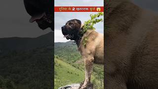 दुनिया के 2सबसे खतरनाक कुत्ते  Most dangerous dogs shorts dog ytshorts [upl. by Berner]