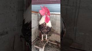 Adorable Rooster Crowing Sound Effect  Amazing Rooster Crowing Sounds 🐓 shorts [upl. by Aroel]