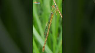 Beautiful Damselflies Insects 😀 shorts insects damselfly housefly trendingshorts [upl. by Won]