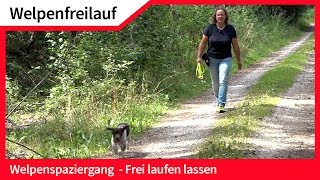 Welpenfreilauf ► Welpen ohne Leine frei laufen lassen ► Hundefreilauf [upl. by Emaj]