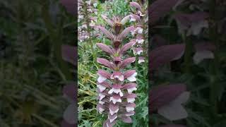 Acanthus Spinosus plant [upl. by Elohcan]