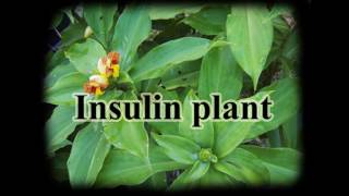 Magical uses of Costus igneus Insulin plantfiery costus for diabetes and more [upl. by Skipp]